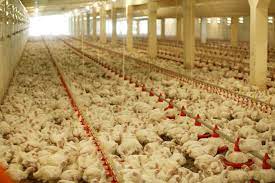 Poultry